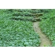 HEDERA BLUSZCZ zimą zielony odporne na mróz - sadzonki 50 / 80 cm